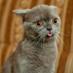 Bridge - Cashback Mixtape