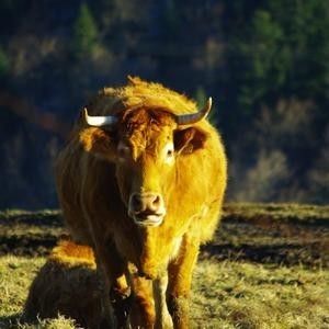 Dj Shamalo - El REturno de la Muchacha