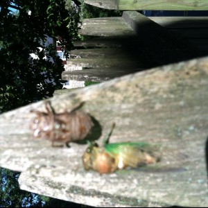 Senor 13 - opposing forces