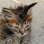 durtymac@gmail.com - Stray