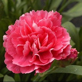 Dimitris & Vasilis - Anatolia Carnation Day 2012
